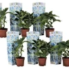 Hortensia - Set om 6 - Hydrangea macrophylla 'Bavaria' - Höjd 25-40cm - ⌀9cm