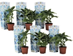 Hortensia - Set om 6 - Hydrangea macrophylla 'Bavaria' - Höjd 25-40cm - ⌀9cm