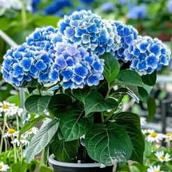 Hortensia - Set om 6 - Hydrangea macrophylla 'Bavaria' - Höjd 25-40cm - ⌀9cm