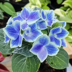 Hortensia - Set om 6 - Hydrangea macrophylla 'Bavaria' - Höjd 25-40cm - ⌀9cm