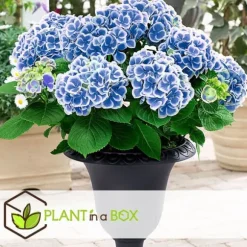 Hortensia - Set om 6 - Hydrangea macrophylla 'Bavaria' - Höjd 25-40cm - ⌀9cm