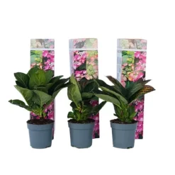 Hortensia - Set om 6 - Hydrangea macrophylla - Höjd 25-40cm - ⌀9cm