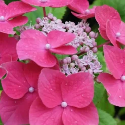Hortensia - Set om 6 - Hydrangea macrophylla - Höjd 25-40cm - ⌀9cm