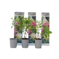Hortensia - Set om 3 - Hydrangea paniculata 'Pink Lady' - Höjd 25-40cm - ⌀9cm