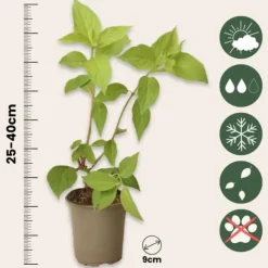 Hortensia - Set om 3 - Hydrangea paniculata 'Pink Lady' - Höjd 25-40cm - ⌀9cm