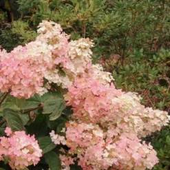 Hortensia - Set om 3 - Hydrangea paniculata 'Pink Lady' - Höjd 25-40cm - ⌀9cm