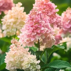Hortensia - Set om 3 - Hydrangea paniculata 'Pink Lady' - Höjd 25-40cm - ⌀9cm