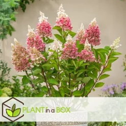 Hortensia - Set om 3 - Hydrangea paniculata 'Pink Lady' - Höjd 25-40cm - ⌀9cm