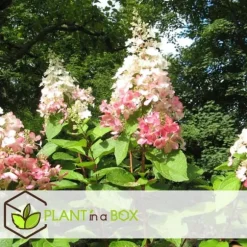 Hortensia - Set om 3 - Hydrangea paniculata 'Pink Lady' - Höjd 25-40cm - ⌀9cm
