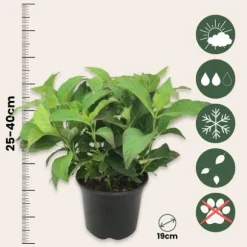 Hortensia - Set om 4 - Hydrangea serrata 'Summerglow' - Höjd 25-40cm - ⌀19cm