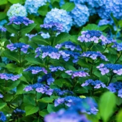 Hortensia - Set om 4 - Hydrangea serrata 'Summerglow' - Höjd 25-40cm - ⌀19cm