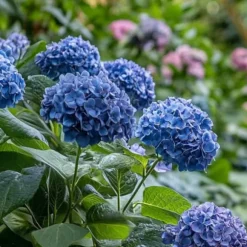 Hortensia - Set om 4 - Hydrangea serrata 'Summerglow' - Höjd 25-40cm - ⌀19cm