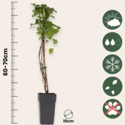 Hortensia - Set om 2 - Hydrangea anomale Petiolaris - Höjd 60-70cm - ⌀15cm