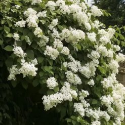 Hortensia - Set om 2 - Hydrangea anomale Petiolaris - Höjd 60-70cm - ⌀15cm