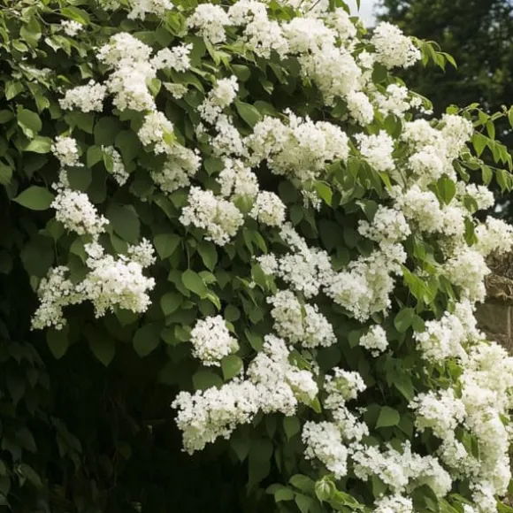 Hortensia - Set om 2 - Hydrangea anomale Petiolaris - Höjd 60-70cm - ⌀15cm
