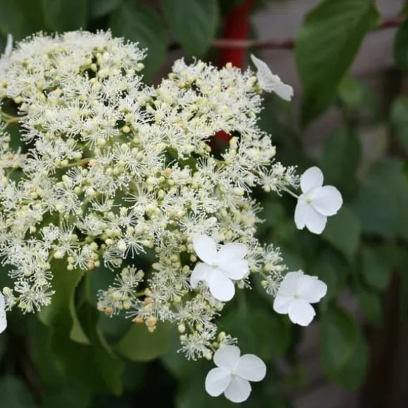 Hortensia - Set om 2 - Hydrangea anomale Petiolaris - Höjd 60-70cm - ⌀15cm