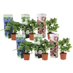Hortensia - Set om 6 - Hydrangea macrophylla - Höjd 25-40cm - ⌀9cm