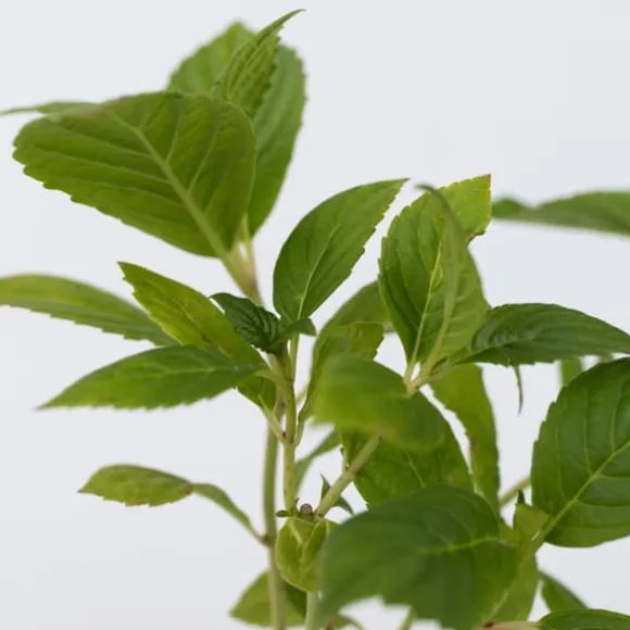 Hortensia - Set om 6 - Hydrangea macrophylla - Höjd 25-40cm - ⌀9cm