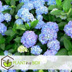 Hortensia - Set om 6 - Hydrangea macrophylla - Höjd 25-40cm - ⌀9cm