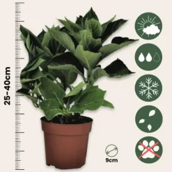 Hortensia - Set om 6 - Hydrangea macrophylla 'Wudu' - Höjd 25-40cm - ⌀9cm