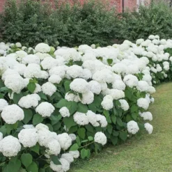 Hortensia - Set om 6 - Hydrangea macrophylla 'Wudu' - Höjd 25-40cm - ⌀9cm