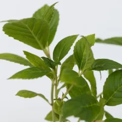 Hortensia - Set om 6 - Hydrangea macrophylla 'Wudu' - Höjd 25-40cm - ⌀9cm