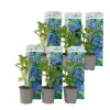 Hortensia - Set om 6 - Hydrangea macrophylla 'Early Blue' - Höjd 25-40cm - ⌀9cm