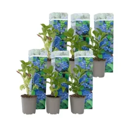 Hortensia - Set om 6 - Hydrangea macrophylla 'Early Blue' - Höjd 25-40cm - ⌀9cm