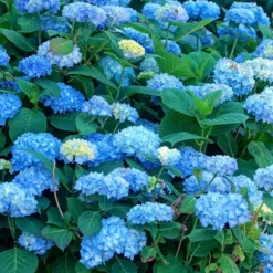 Hortensia - Set om 6 - Hydrangea macrophylla 'Early Blue' - Höjd 25-40cm - ⌀9cm
