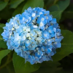 Hortensia - Set om 6 - Hydrangea macrophylla 'Early Blue' - Höjd 25-40cm - ⌀9cm