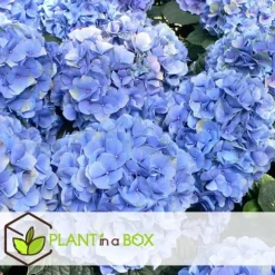 Hortensia - Set om 6 - Hydrangea macrophylla 'Early Blue' - Höjd 25-40cm - ⌀9cm