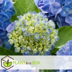 Hortensia - Set om 6 - Hydrangea macrophylla 'Early Blue' - Höjd 25-40cm - ⌀9cm