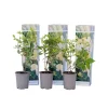 Hortensia - Set om 3 - Hydrangea paniculata 'Phantom' - Höjd 25-40cm - ⌀9cm