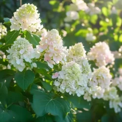 Hortensia - Set om 3 - Hydrangea paniculata 'Phantom' - Höjd 25-40cm - ⌀9cm