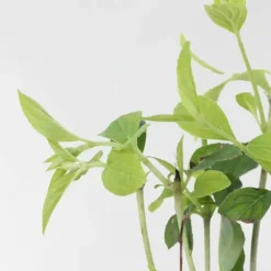 Hortensia - Set om 3 - Hydrangea paniculata 'Phantom' - Höjd 25-40cm - ⌀9cm