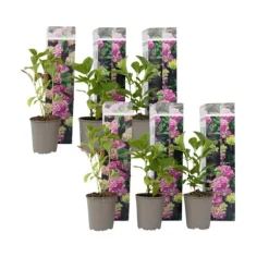 Hortensia - Set om 6 - Hydrangea macrophylla 'Early Pink' - Höjd 25-40cm - ⌀9cm
