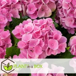 Hortensia - Set om 6 - Hydrangea macrophylla 'Early Pink' - Höjd 25-40cm - ⌀9cm