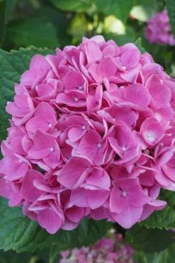 Hortensia - Set om 6 - Hydrangea macrophylla 'Early Pink' - Höjd 25-40cm - ⌀9cm