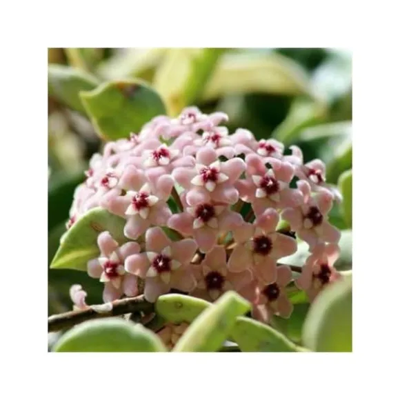 HOYA CARNOSA TRICOLOR VAX DU CERA VAS 11 CM Perenner