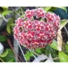 HOYA PUBLICALIX VAX 12CM Perenner