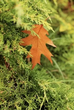 Höstgödsel för barrträd Granulat Trädgård Start 5kg