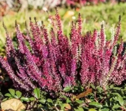 Höstgödsel för syraälskande växter GardenStart 5kg