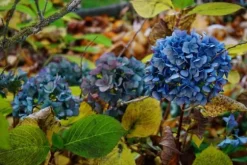 Höstgödsel Universal Granula Garden Start 5kg