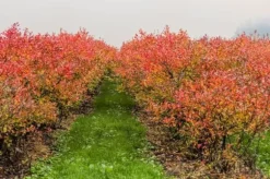 HÖSTGÖDSELMEDEL FÖR SYRA-SANNOLIKA VÄXTER 2 KG AMPOL