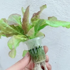 Hydroponiskt Odlingskit - Hydroponiskt System - PVC, 2 Nivåer, 72 Hål, För Sticklingar & Fröer, Inomhusodling - Vit