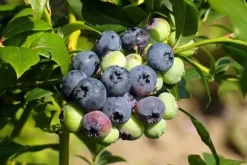 INCO FLOROVIT BLÅBÄR 3 KG ./IN/