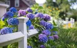 INCO FLOROVIT HORTENSIA 1L IN