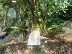 INF Multifunktionell Nätpåse, 50-pack Vit 30 x 20 cm