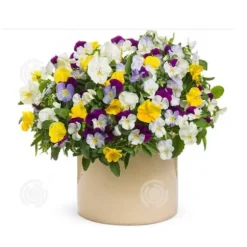 INN Butterfly Flower Seeds 1000 Blomsterfrön Blomningstid 6-8 månader Blomfrön Prydnadsblommor Blomfrö