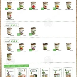 INN Rosemary frön kreativa frö lådor mini krukväxter burk frön kontor boxed plantor prydnadsväxter sem